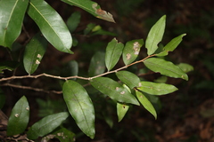 (c) O.Neate, some rights reserved (CC BY-SA) Hedraianthera porphyropetala, photograph (c) O.Neate, some rights reserved (CC BY-SA)