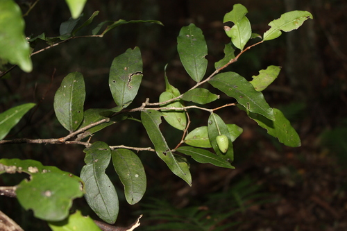 Hedraianthera porphyropetala, photograph 2