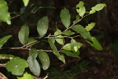 (c) O.Neate, some rights reserved (CC BY-SA) Hedraianthera porphyropetala, photograph (c) O.Neate, some rights reserved (CC BY-SA)