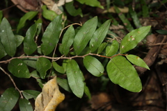 Hedraianthera porphyropetala