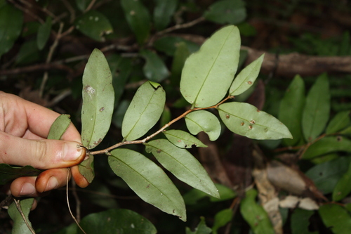 Hedraianthera porphyropetala, photograph 4