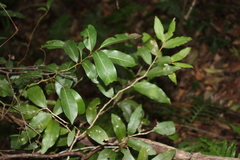 (c) O.Neate, some rights reserved (CC BY-SA) Hedraianthera porphyropetala, photograph (c) O.Neate, some rights reserved (CC BY-SA)