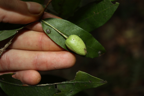Hedraianthera porphyropetala, photograph 5