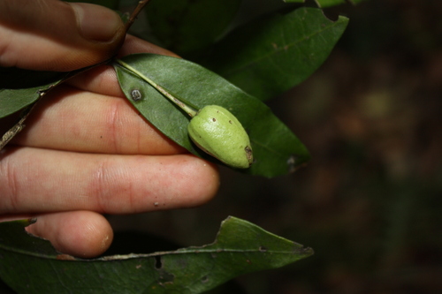 Hedraianthera porphyropetala, photograph 6
