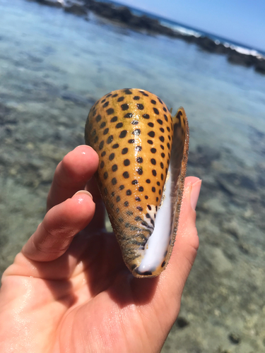 Conus leopardus observed 2019-05-09