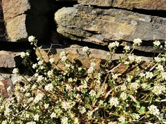 Cochlearia danica