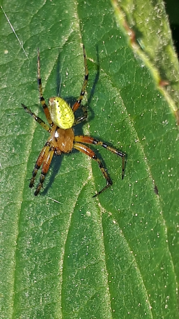 Araniella opisthographa