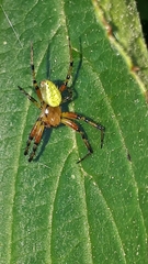 Araniella opisthographa
