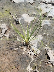 Isoetes melanopoda