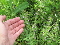 Hedeoma acinoides
