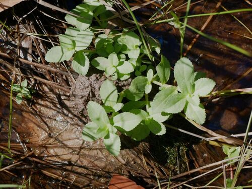 Limnophila fragrans observed 2026-04-01
