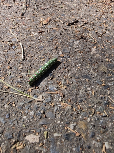 iNaturalist observation photo of Sequoia Sphinx