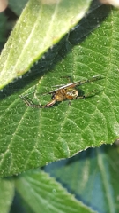 Araniella opisthographa