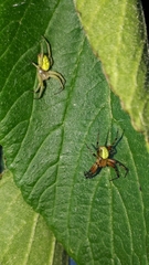 Araniella opisthographa