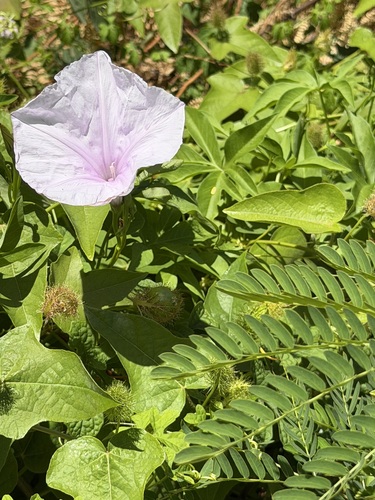 Ipomoea cairica observed 2026-07-26