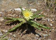 Schlagintweitia intybacea