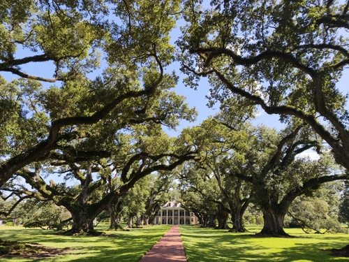 southern live oak