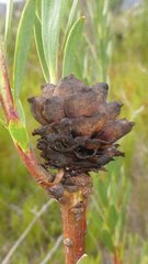 Leucadendron chamelaea