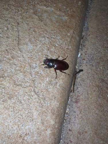 Reddish-brown Stag Beetle