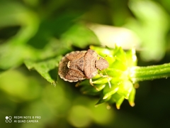 Dyroderes umbraculatus