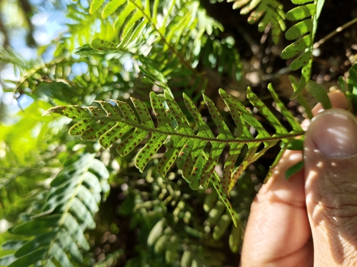 resurrection fern