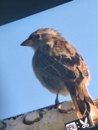 House Sparrow