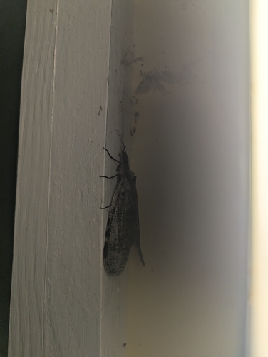 Dysmicohermes disjunctus