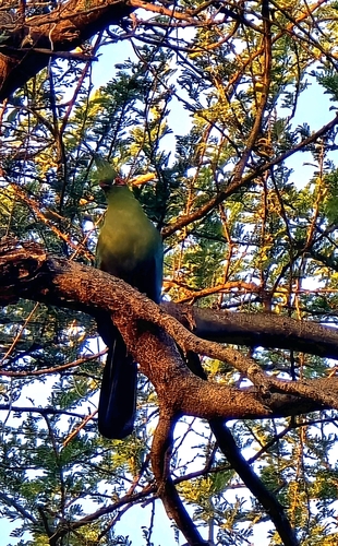 iNaturalist image