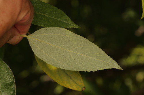 Pipturus argenteus, photograph 6