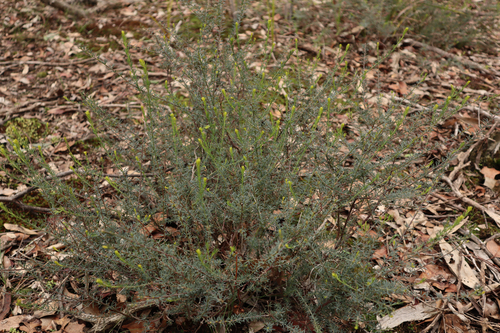 Common Wedge-pea