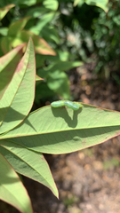 Lepidoptera
