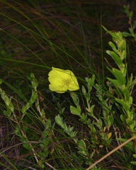 Oenothera drummondii