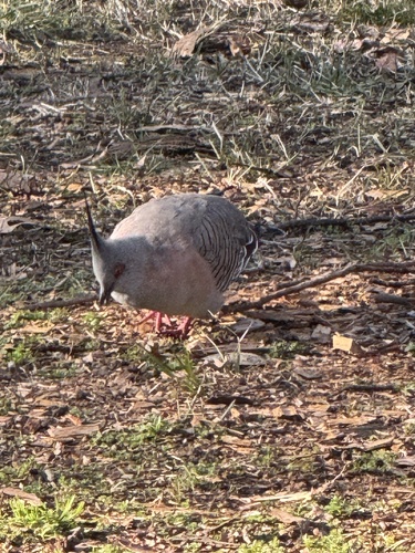 Crested Pigeon