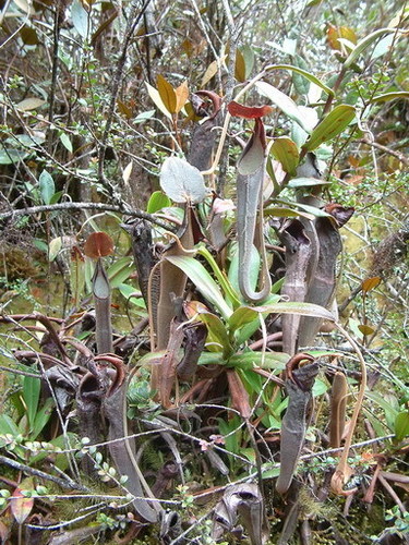 Nepenthes lingulata