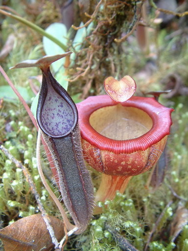 Nepenthes lingulata · iNaturalist