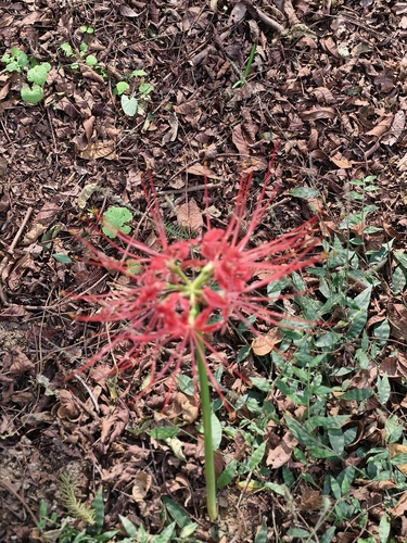 red spider lily
