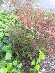 Nandina