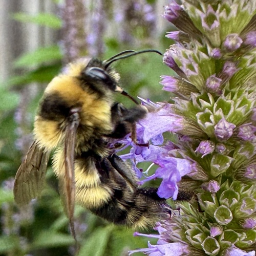 Red-belted Bumble Bee photo 5
