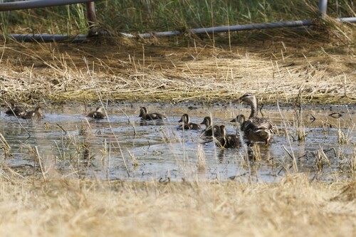 Mallard