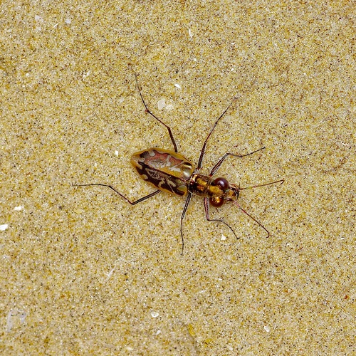 Coastal Tiger Beetle photo 5