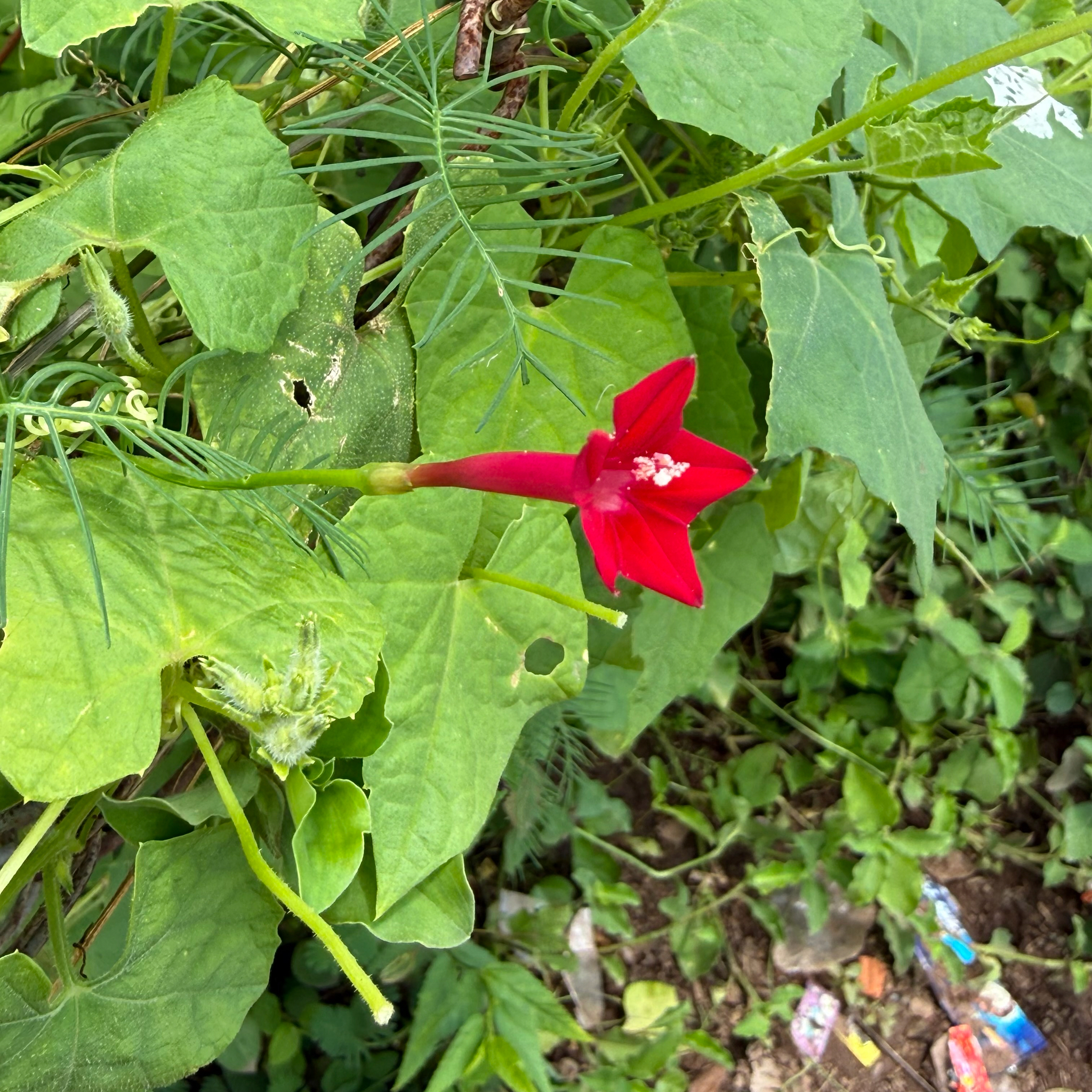 Ipomoea quamoclit (Ipomoea quamoclit)