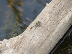 Arigomphus lentulus