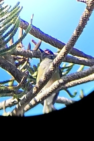 Australasian Figbird