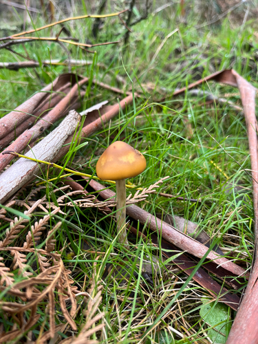Psilocybe subaeruginosa