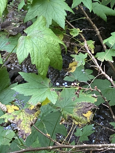 Stink Currant