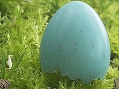 Spiza americana
