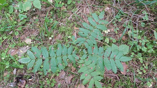 European mountain ash