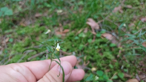 Common Cow-wheat