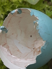 Spiza americana