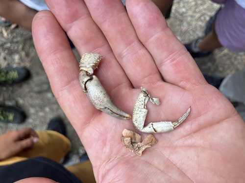 Mediterranean Freshwater Crab